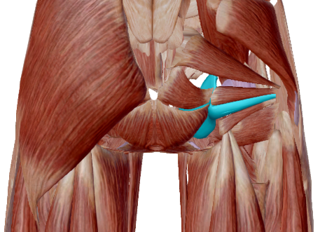 Obturador interno