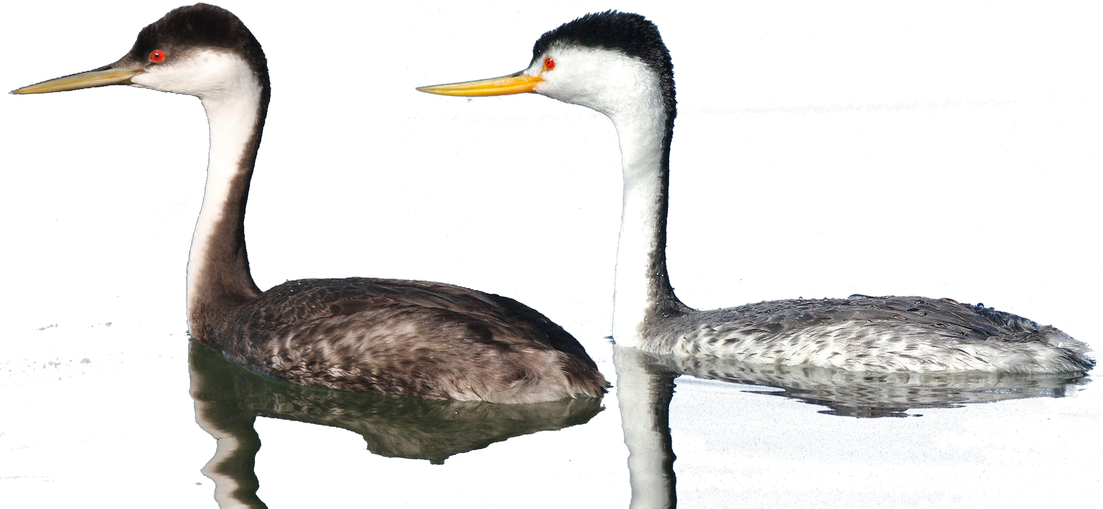 Aechmophorus