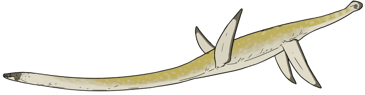 Libonectes morgani