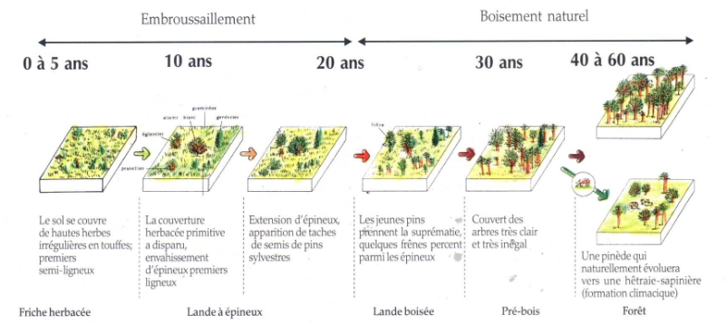 La succession primaire