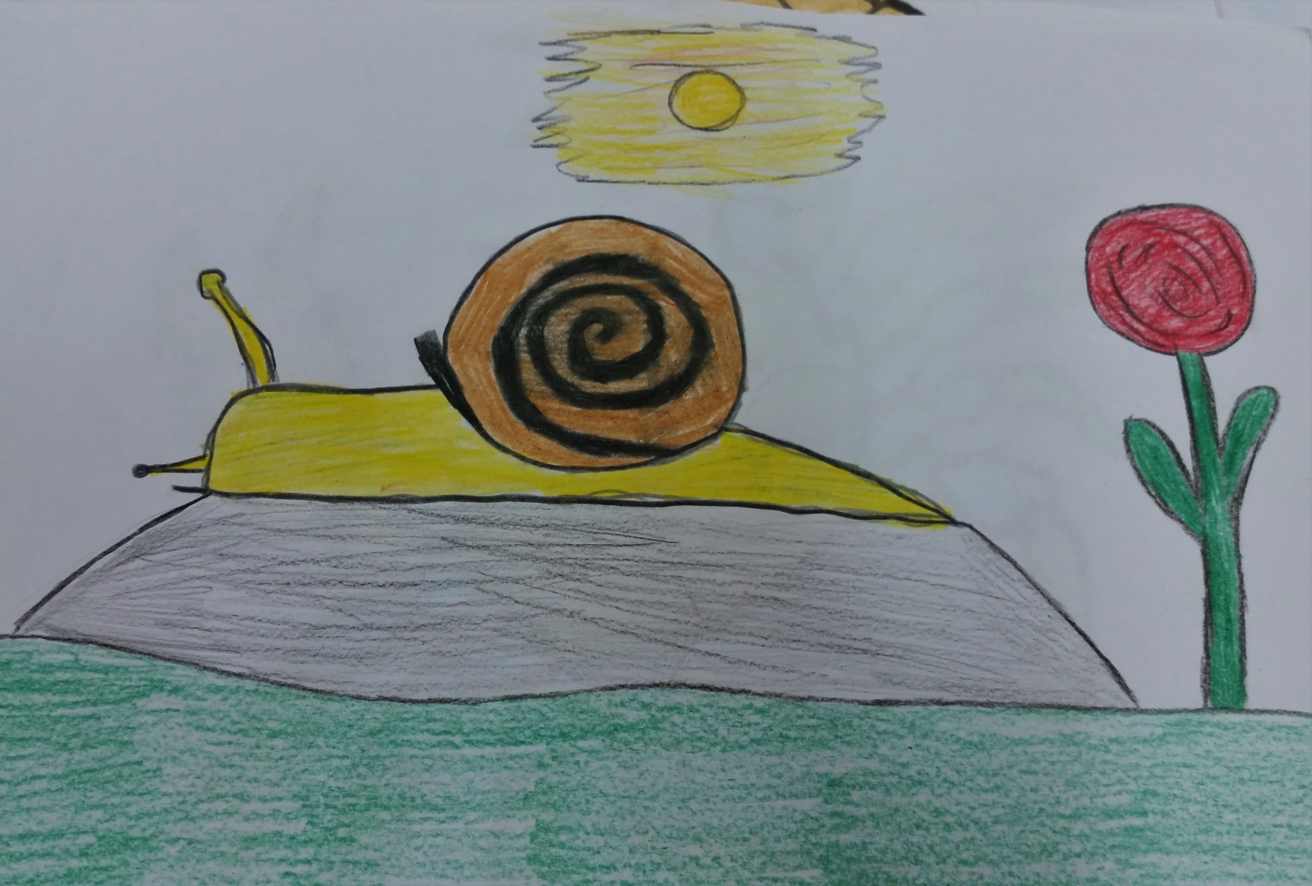 MOLLUSCHI