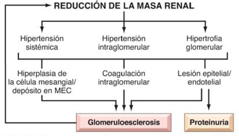 Mecanismos de progresión en las glomerulopatías