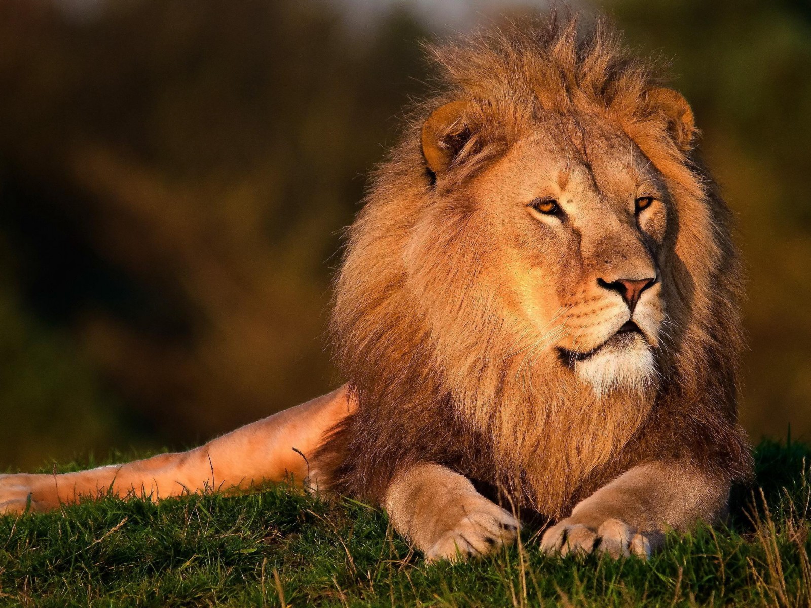 Lion