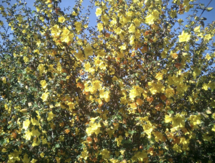 Ex. Flowering plants
