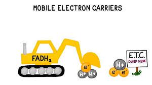 Role in Energy Transfer
- Electron carriers (NAD+/NADH, FAD/FADH2)
- Electron transport chain in cellular respiration