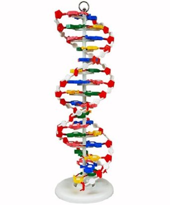 3D model of DNA