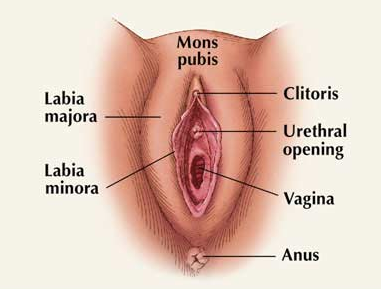 Vulva