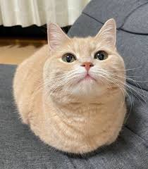 貓
