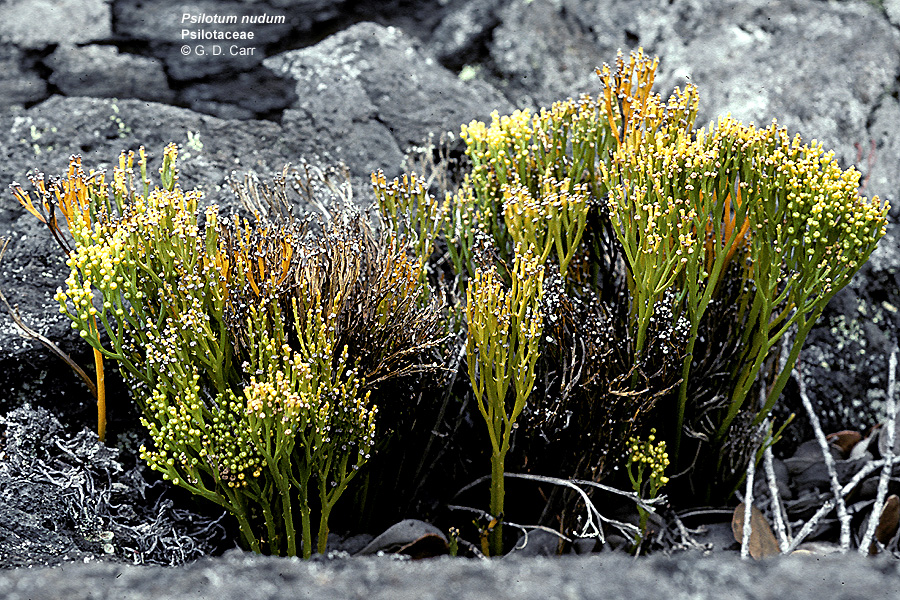 Whisk Fern