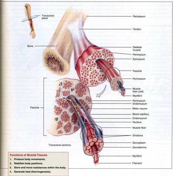 Structure of Skeletal Muscle