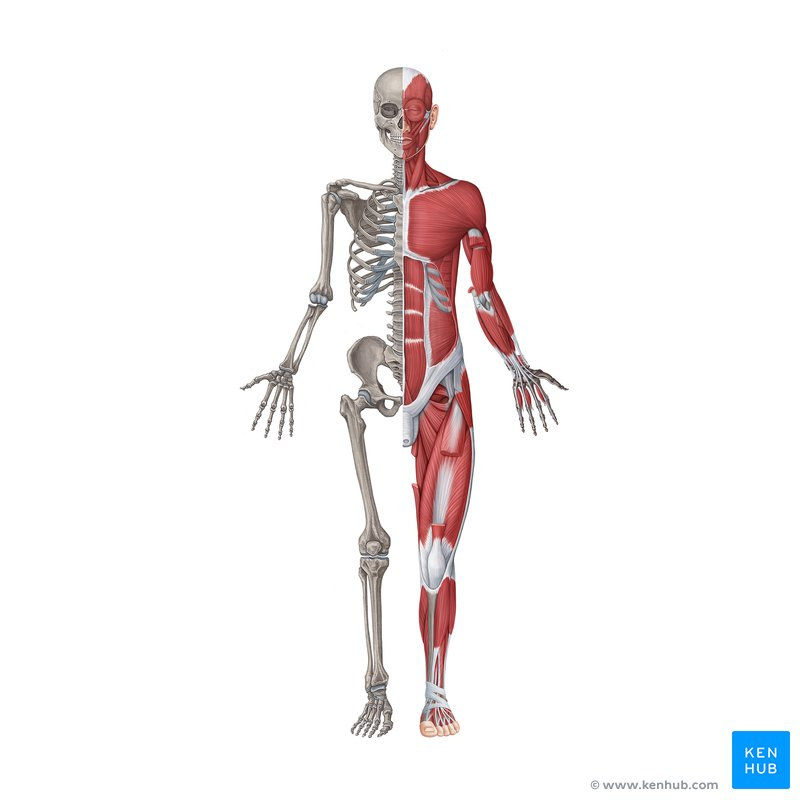 Sistema Musculo Esqulético