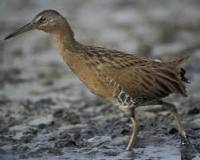 King Rail