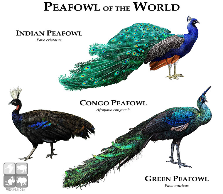 Pavo