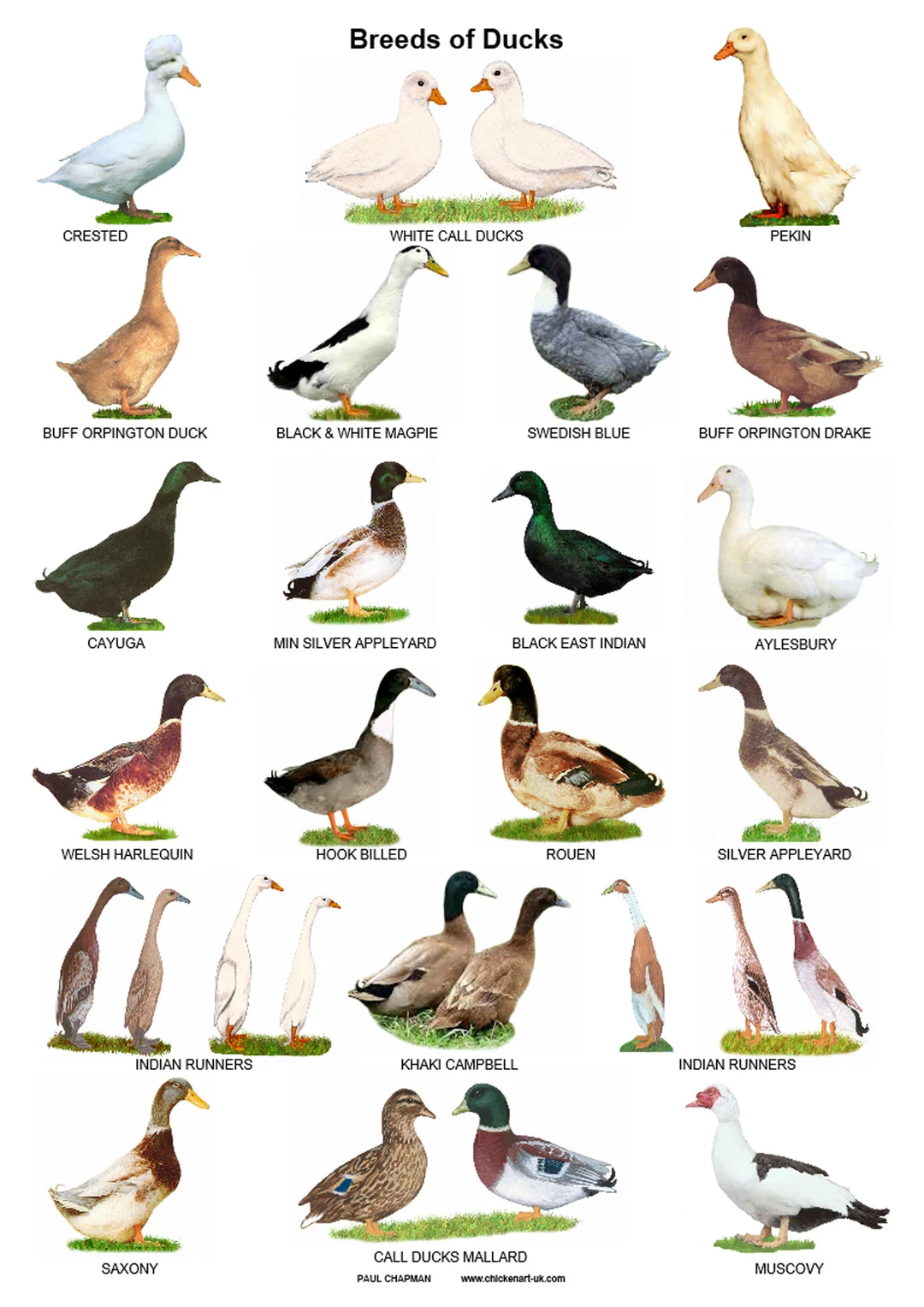 Anatidae