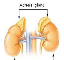 Adrenals