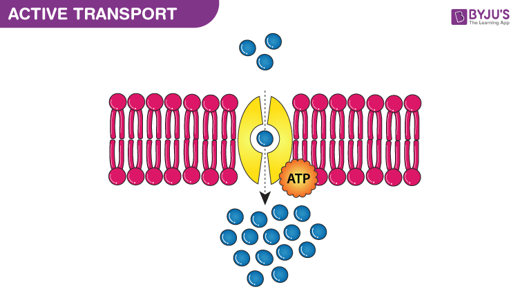 Active transport ( ATP )