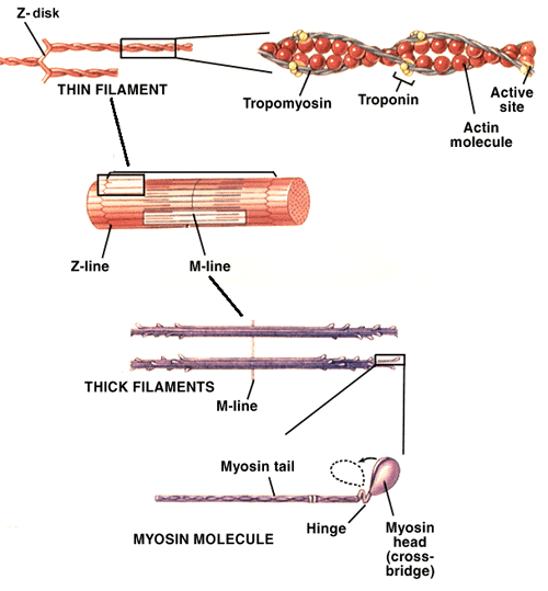 Troponin