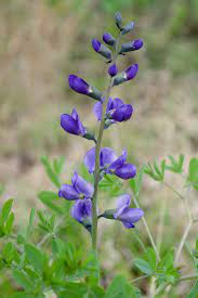 Indigo  Dye
From Flower
   (biotic)