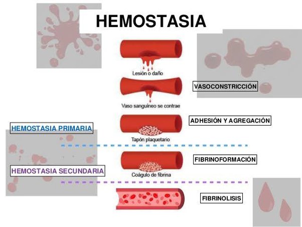 HEMOSTASIA