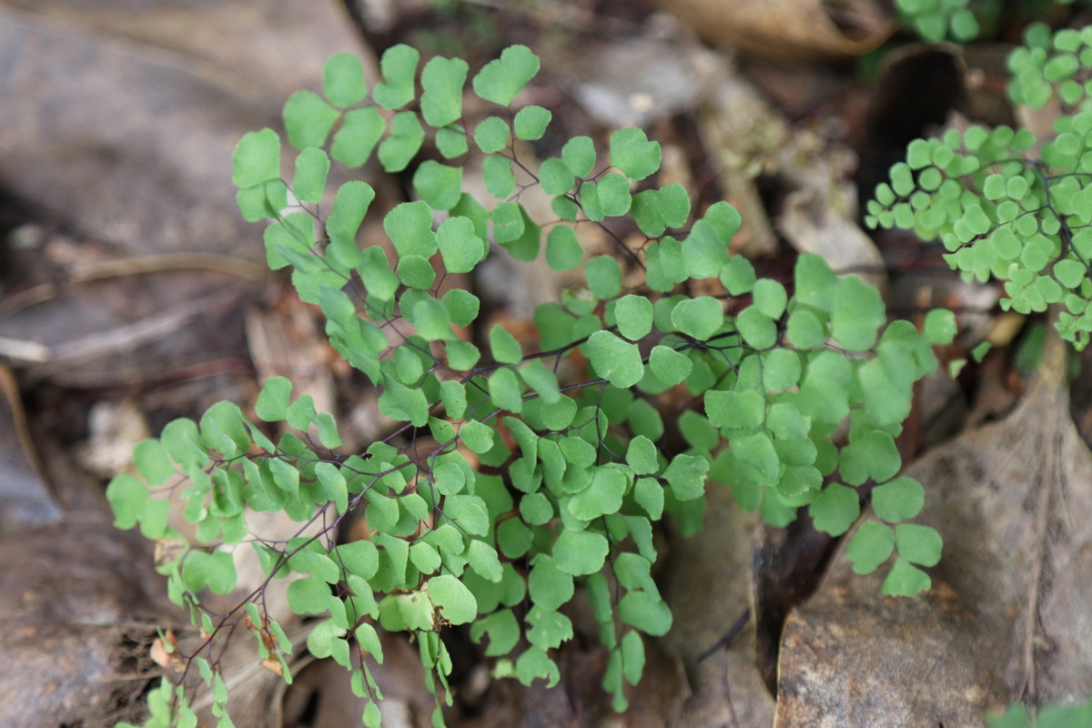 Common name: Maidenhair fern