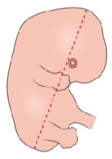 Longitud Craneo - Caudal