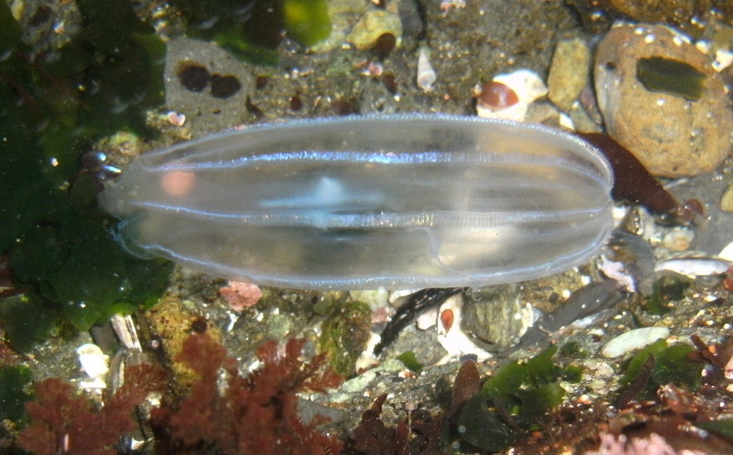 Hormiphora cucumis