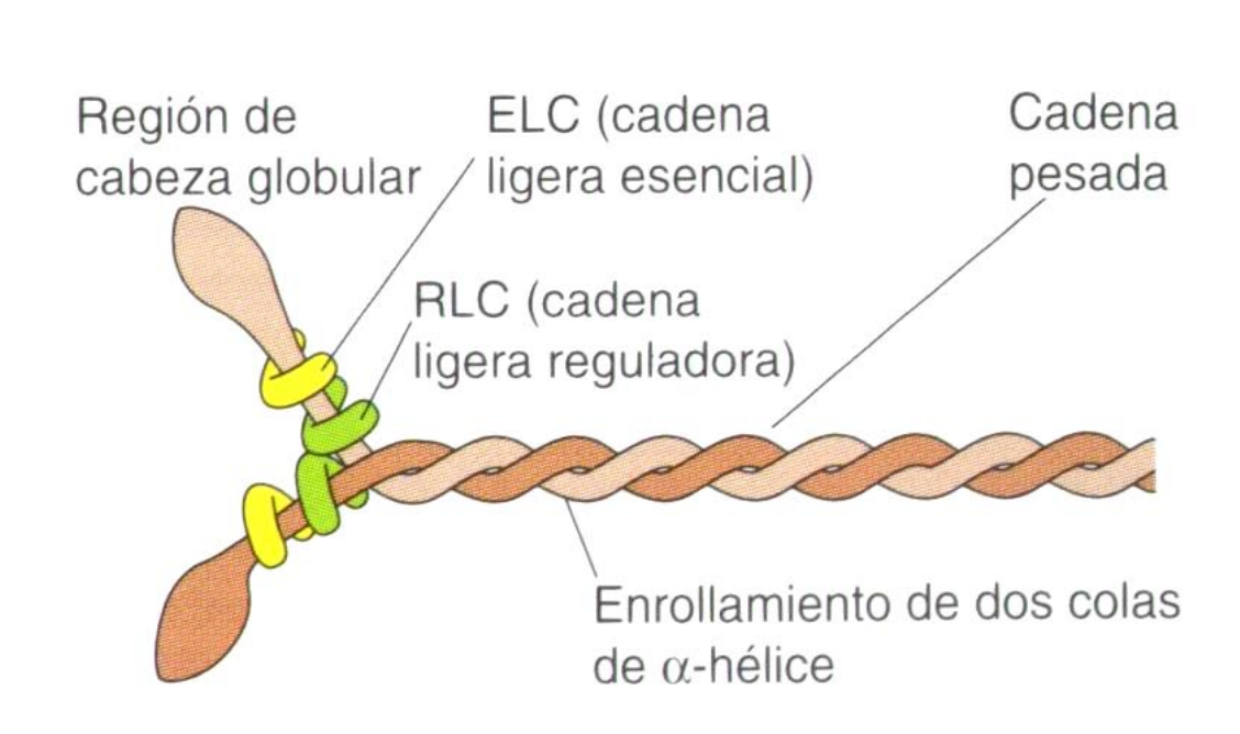 MIOSINA