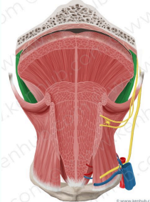 Palatogloso