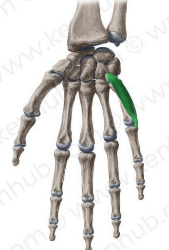 Flexor corto del meñique
