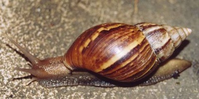 Gastropods