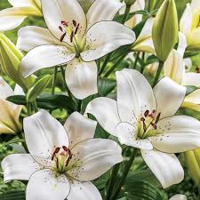 lilies
