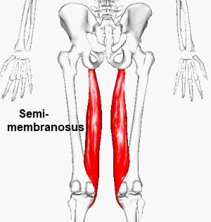 Function= Attaches the 
pelvis to the leg through tissue 
and helps bend/flex the knee