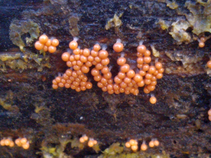 Pseudoplasmodium
