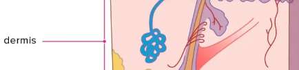 Dermis