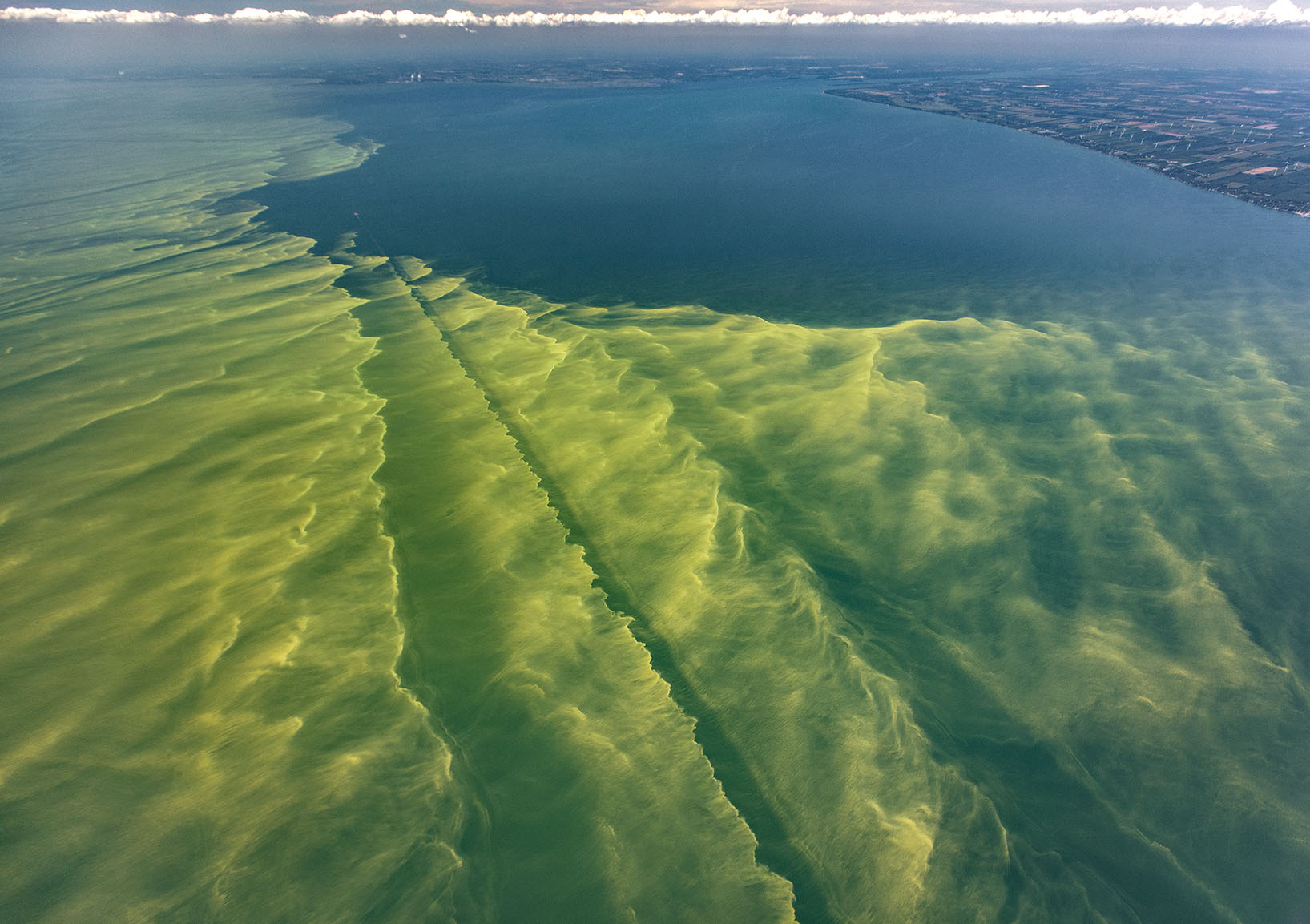 Biological Contaminants