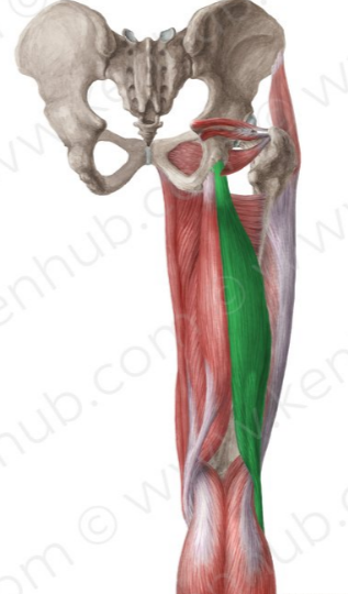 Bíceps femoral
