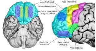 Corteza Prefrontal