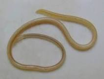 Ascaridida
