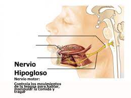 PAR HIPOGLOSO