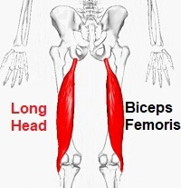Function= helps extend the 
hip and flex the knee