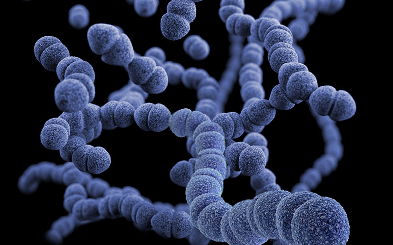 Coccus