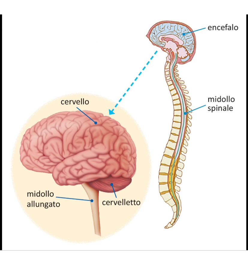 ENCEFALO