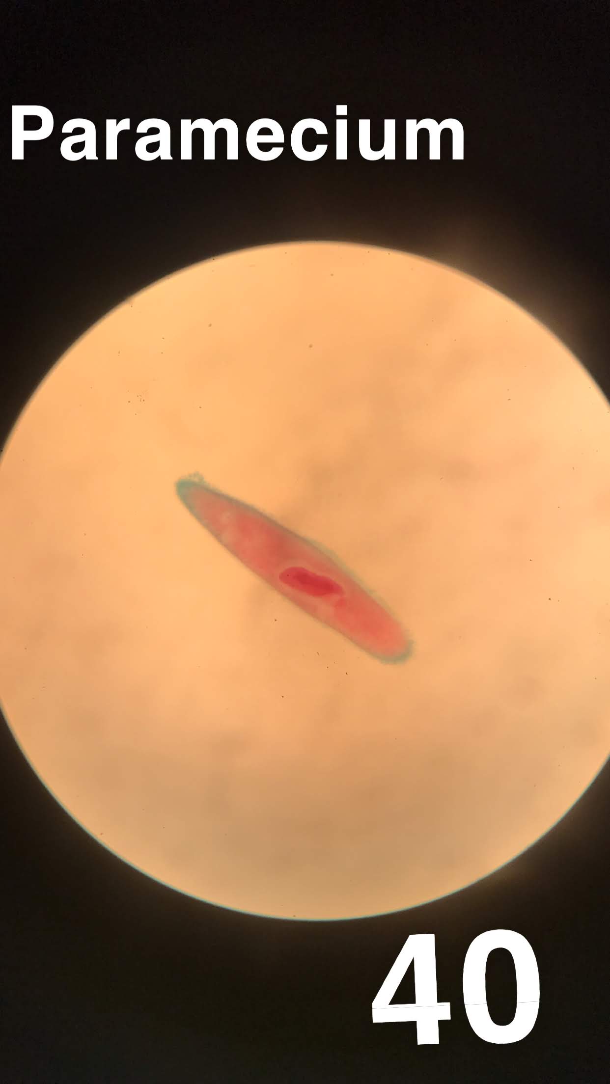paramecium 40