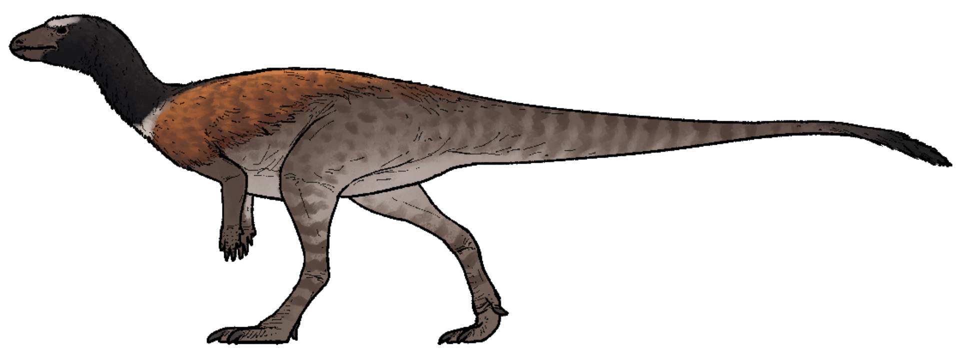 Enigmacursor mollyborthwickae