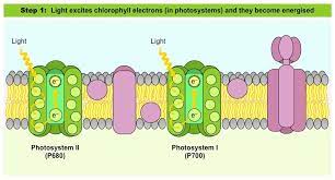 Photosystem I and Photosystem II
- Electron transport chain between them
- Formation of a proton gradient