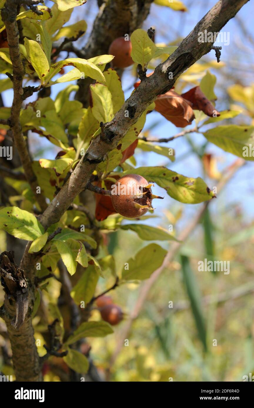 La fruta
