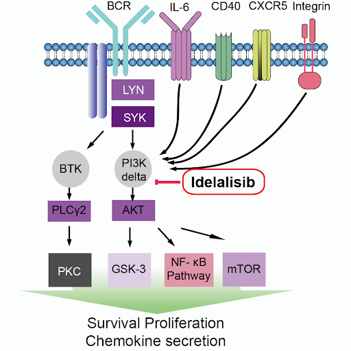 PI3-K Inhibitors