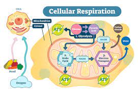 Cell respiration
