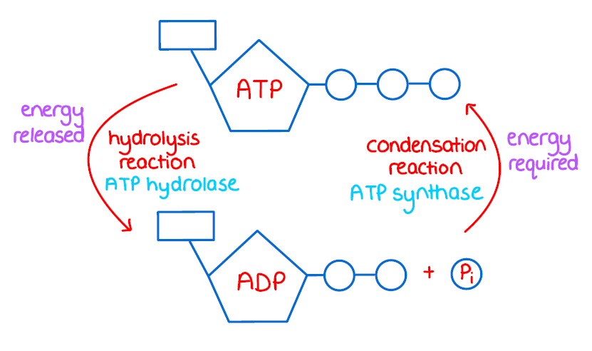 Energy Storage and Release
- ATP as a short-term energy storage molecule
- Hydrolysis of ATP to ADP and inorganic phosphate f