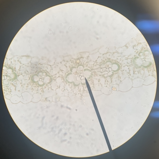 Monocot leaf 400x